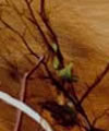 Plants: image 1 0f 4 thumb